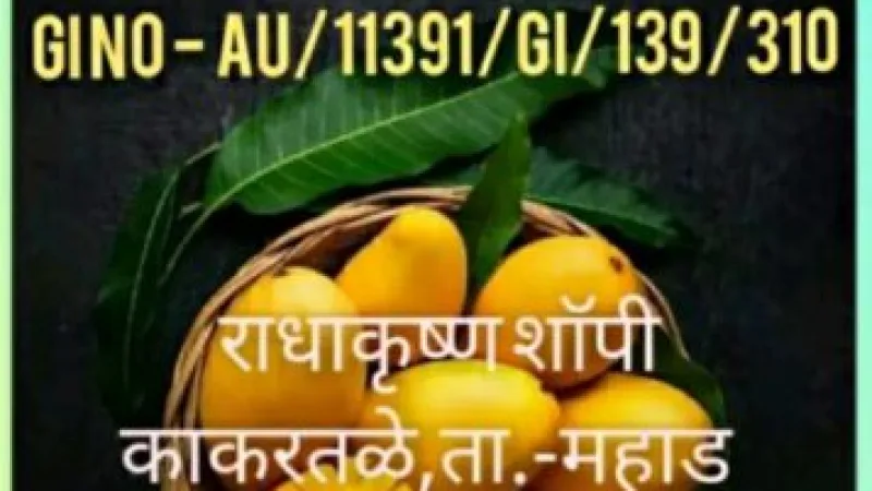 Radha Krushna Shopi Mango